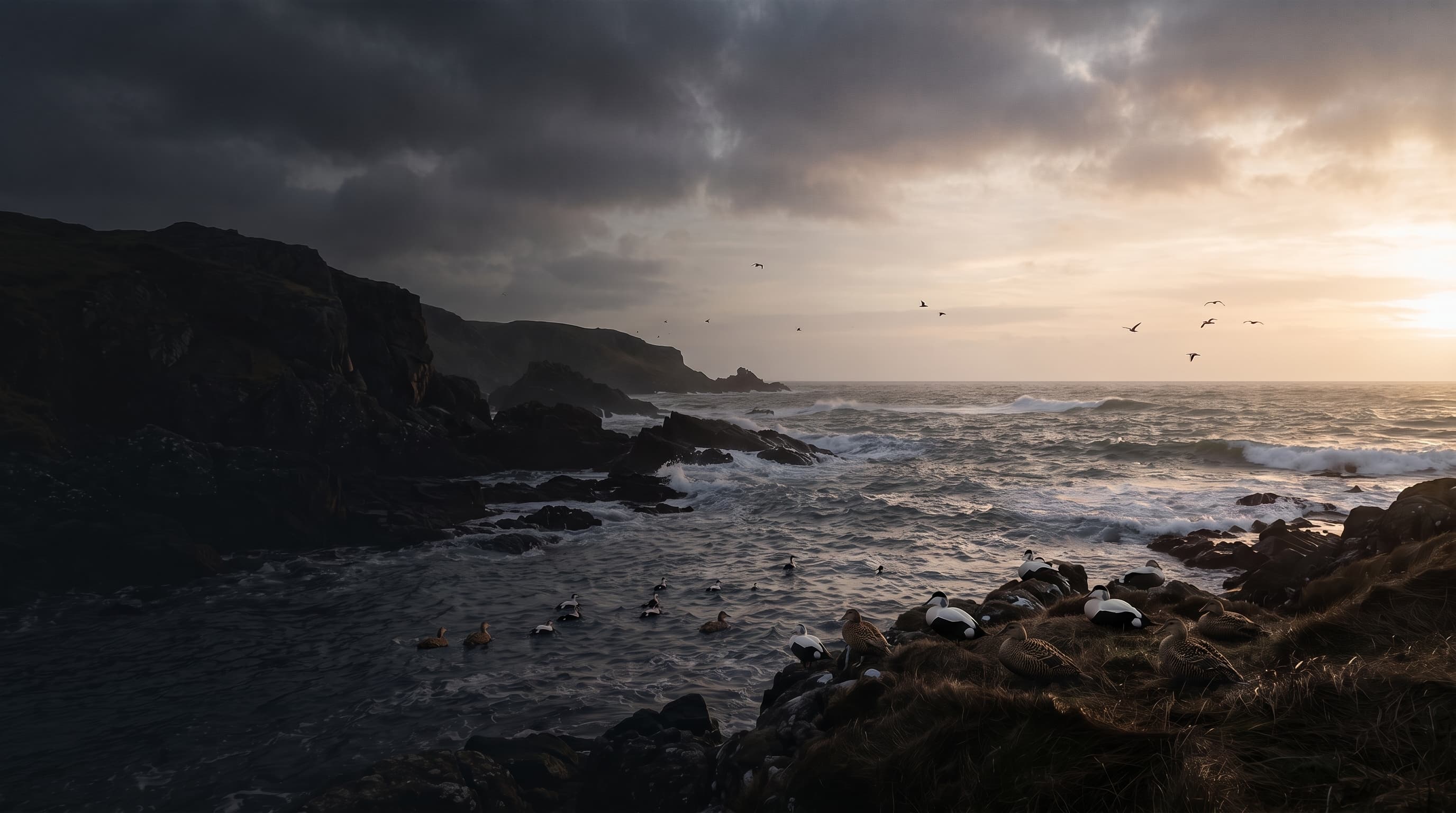 Eider ducks gathered along a rugged North Atlantic coast at sunset